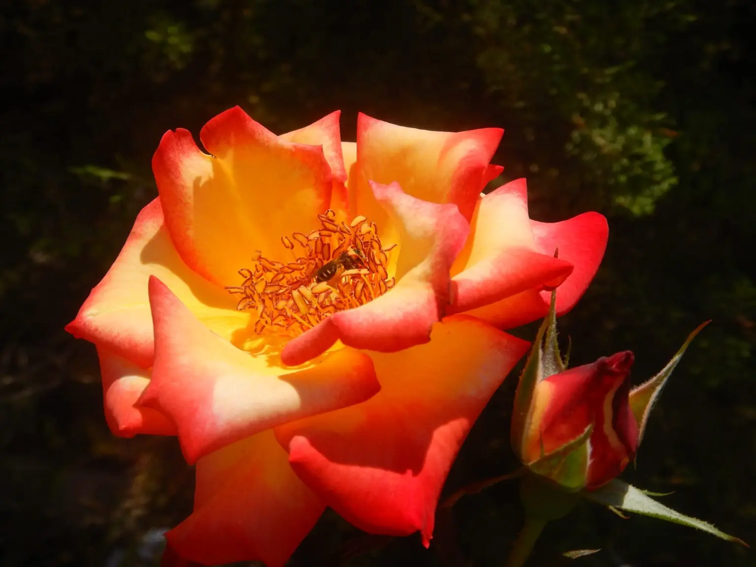 fleurs tropicales voyage exception