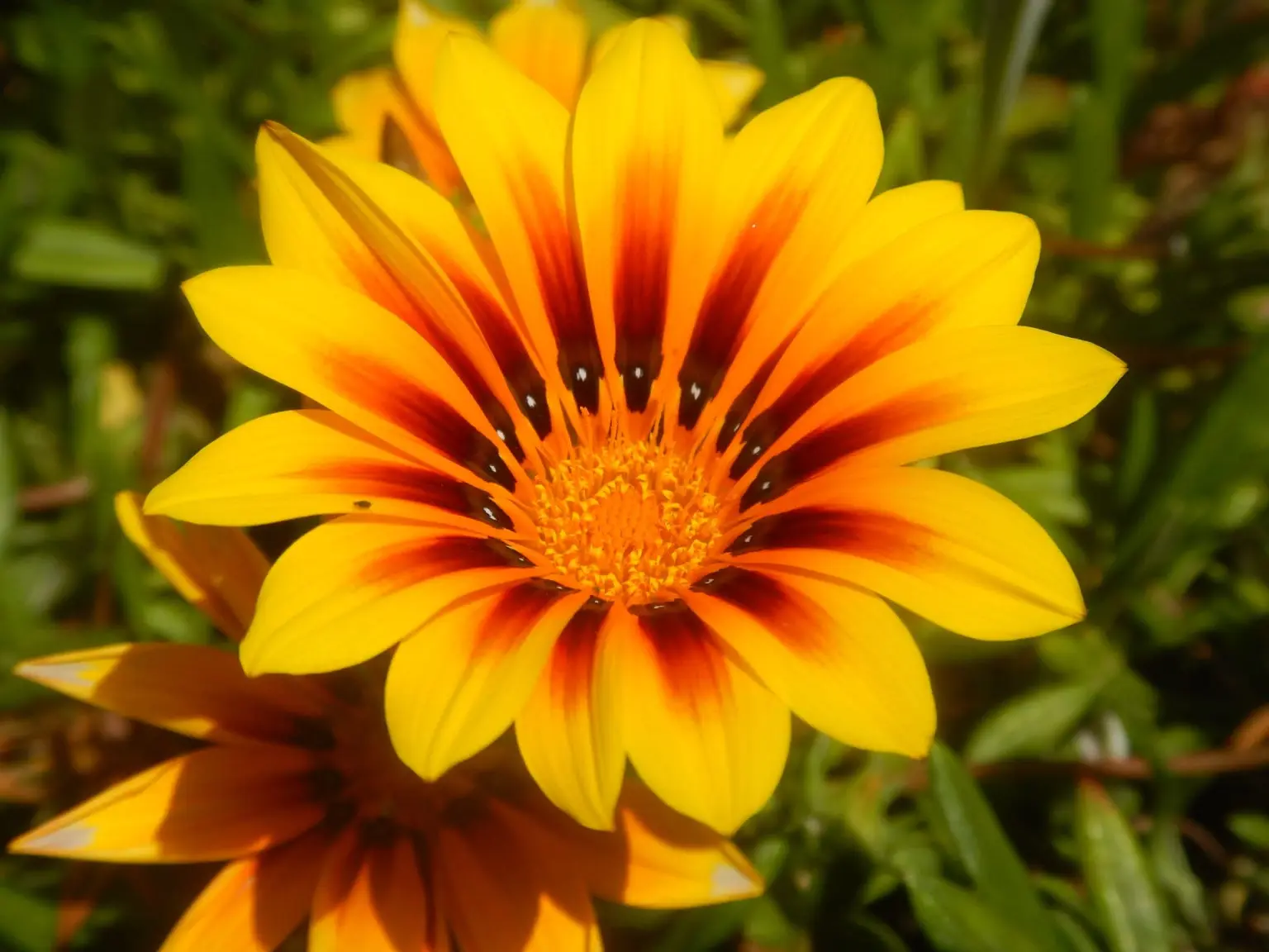 fleurs tropicales voyage exception1
