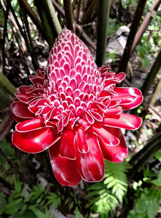 fleurs tropicales voyage exception2